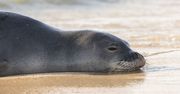 Albania walczy o ocalenie najrzadszej foki świata