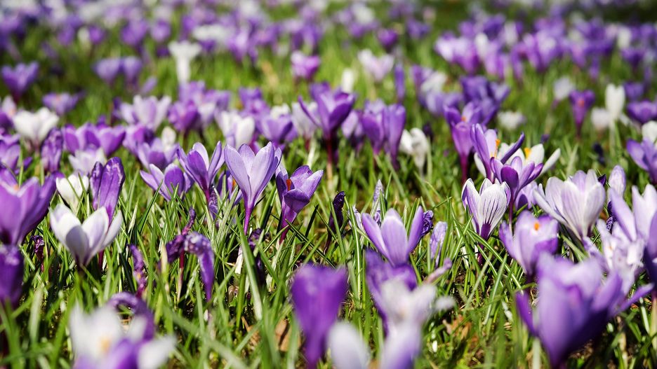 Wiosna kalendarzowa już 21 marca