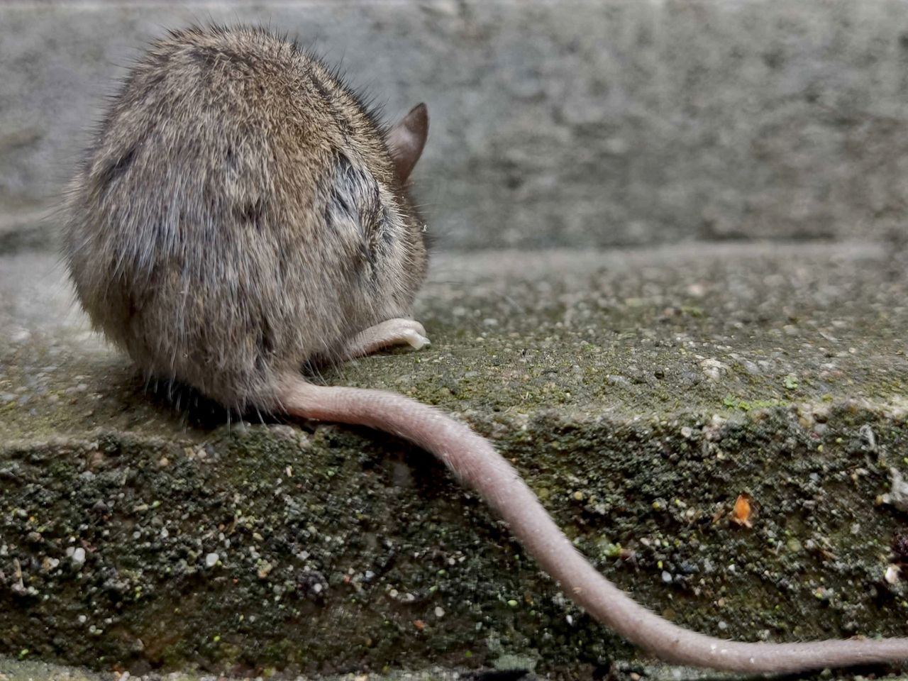Myszy szukają schronienia w domach