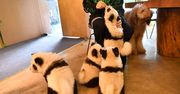 Absurd w chińskim zoo. Psy udają pandy