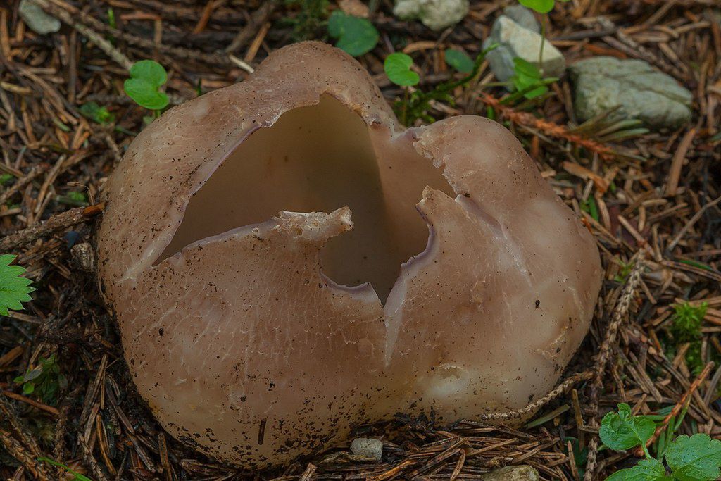 Koronica ozdobna