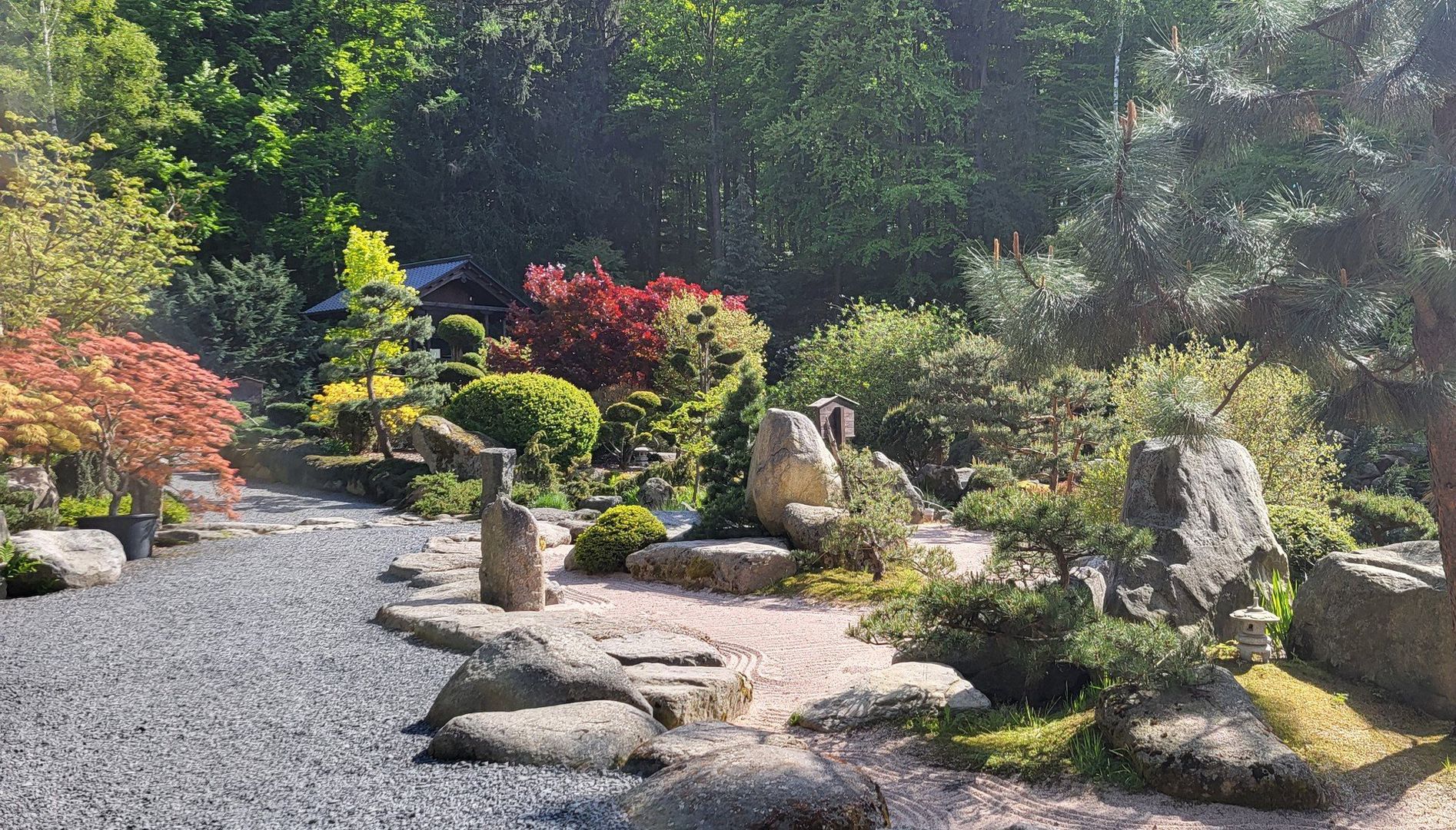 Siruwia Mała Japonia w Przesiece