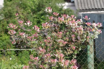 Posadź zamiast nudnych tui. Błyskawicznie obrośnie cały płot