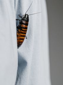Możesz nazwać karalucha imieniem swojego eks na walentynki