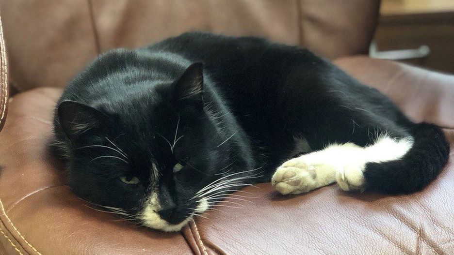 Rosja. Uratowany kot dostał posadę w ministerstwie