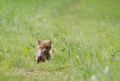 Jastrzębie-Zdrój. Nietypowi goście w Miejskim Ośrodku Kultury