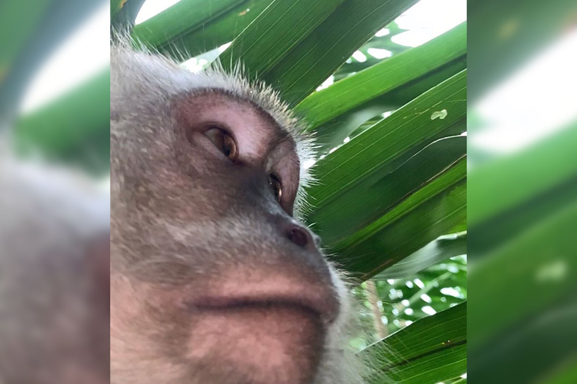 Małpa ukradła mu smartfona i zrobiła sobie selfie. Jest nawet artystyczne! 1