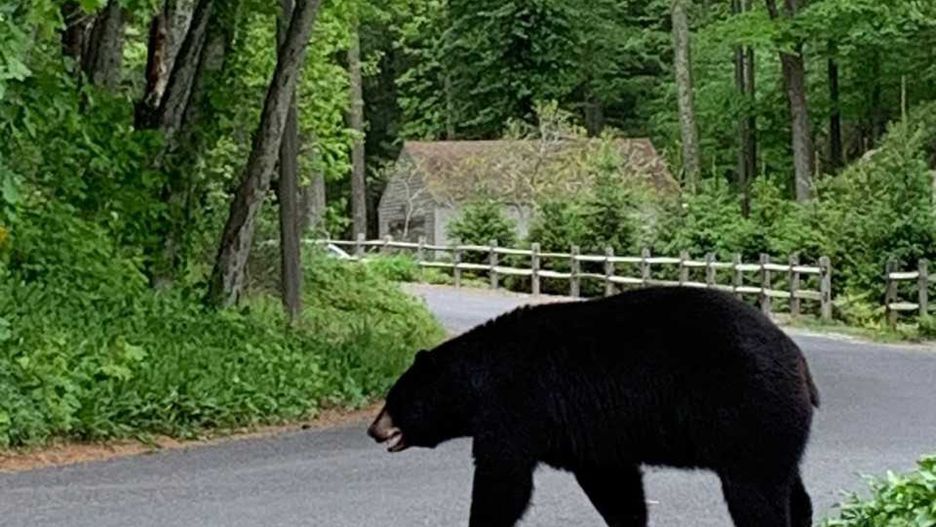 Baribale coraz śmielej podchodzą do miasteczek
