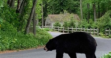 "Są znacznie większe od nas i szybciej biegają". Niedźwiedzie czarne straszą w Connecticut