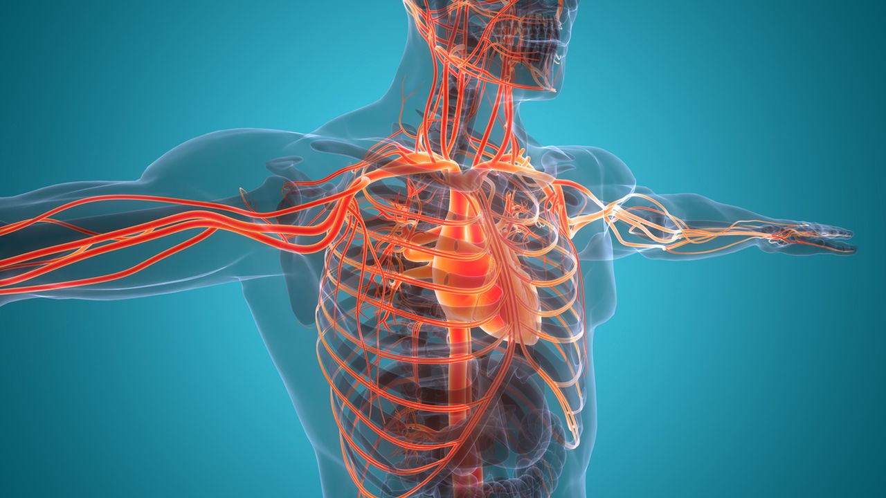 Układ krwionośny - żyły, tętnice, włosowate naczynia krwionośne, serce