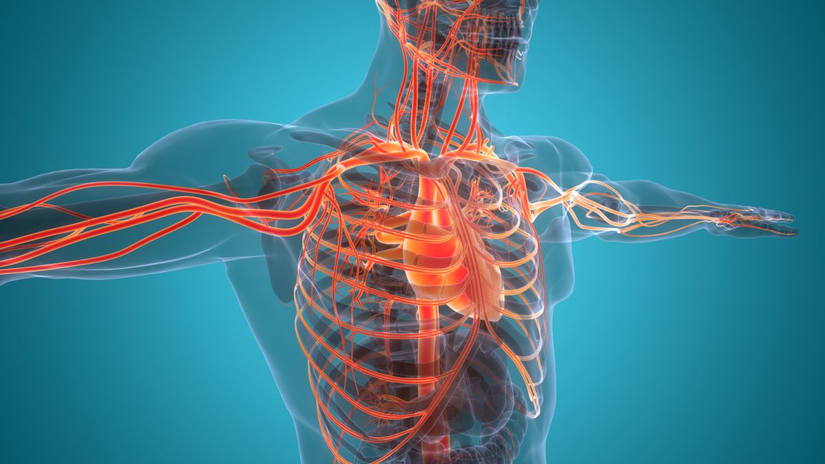Układ krwionośny odpowiada za dostarczenie krwi do każdego zakamarka ciała.