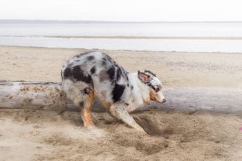 Dlaczego psy kopią w ziemi zanim się położą? Ekspertka wyjaśnia