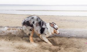 Dlaczego psy kopią w ziemi zanim się położą? Ekspertka wyjaśnia