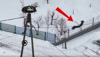 Nagranie obiega Polskę. Uchwycili przełomową chwilę. "Wrócił"