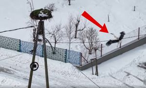 Nagranie obiega Polskę. Uchwycili przełomową chwilę. "Wrócił"