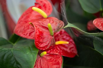 Kup w aptece, rozpuść i podlej rośliny. Odwdzięczą się bujnym kwitnieniem