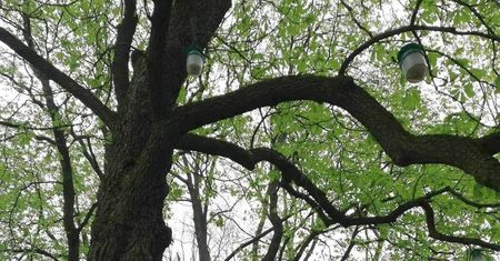 Na miejskich kasztanowcach białych pojawiły się pułapki