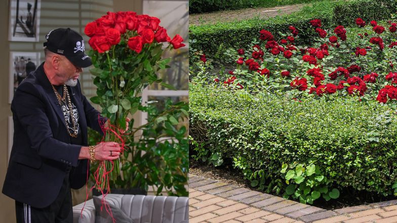 Żywopłoty, które wyglądają jak Krzysztof Rutkowski