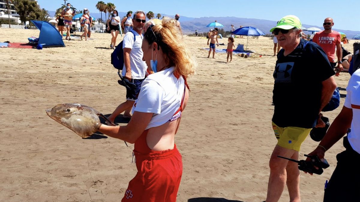 Na Kanarach organizowano nielegalne połowy rekinów i płaszczek