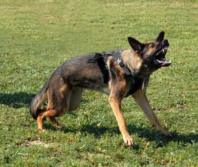 Wygłodniałe psy terroryzują mieszkańców