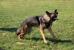 Wygłodniałe psy terroryzują mieszkańców