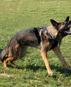 Wygłodniałe psy terroryzują mieszkańców