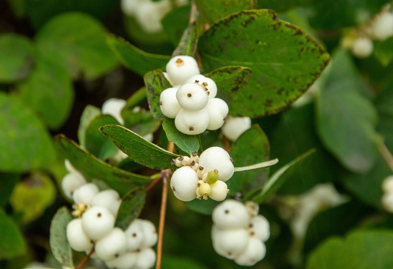 Snowberry is toxic.