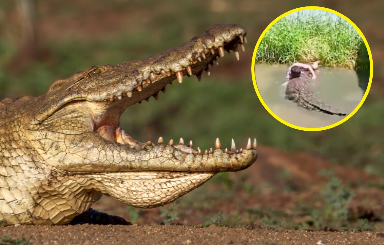 Crocodile selfie gone wrong: Tourist injured in zoo attack