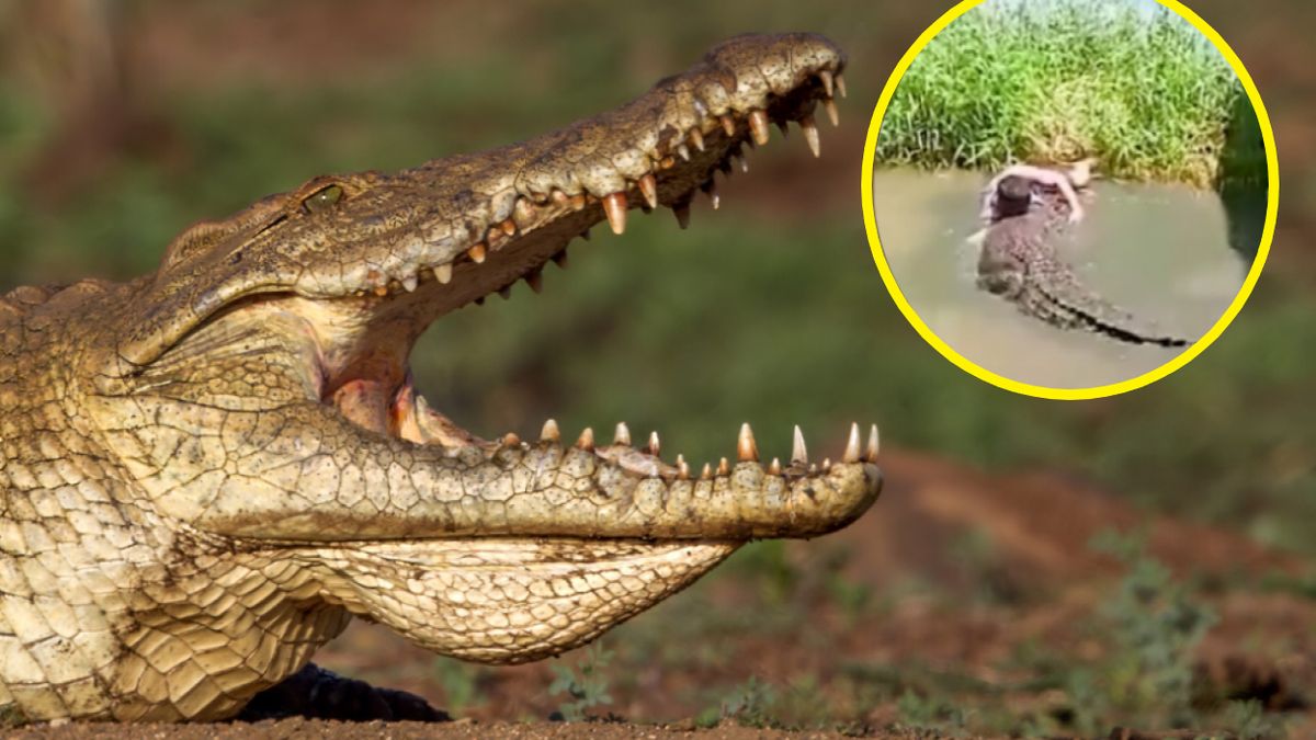 Turysta myślał, że krokodyl jest z plastiku