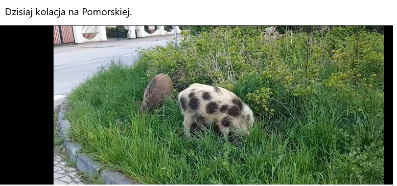 Mieszkańcy na lokalne facebookowe grupy wrzucają zdjęcia dzików.