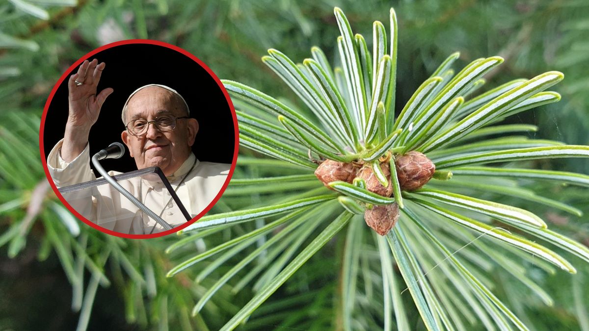 200-letnia jodła może paść, żeby cieszyć oko papieża w Watykanie