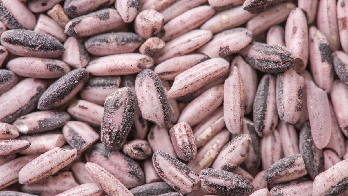 Czerwony ryż to skarbnica wartości odżywczych. Warto jeść dla zdrowia jelit i serca