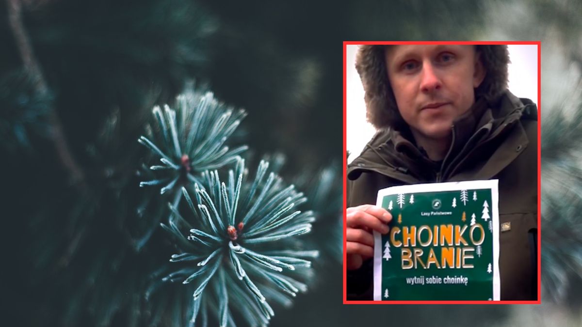 Choinki prosto z nadleśnictwa? To możliwe i...legalne