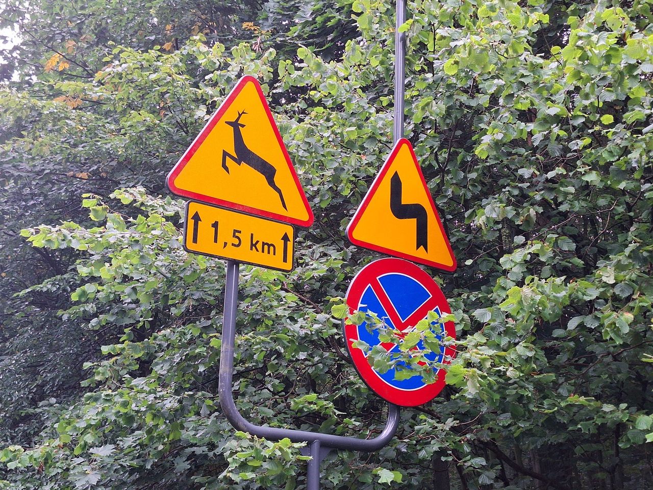 Łódź: Chaos na ul. Wycieczkowej. Giną zwierzęta, piesi zagrożeni