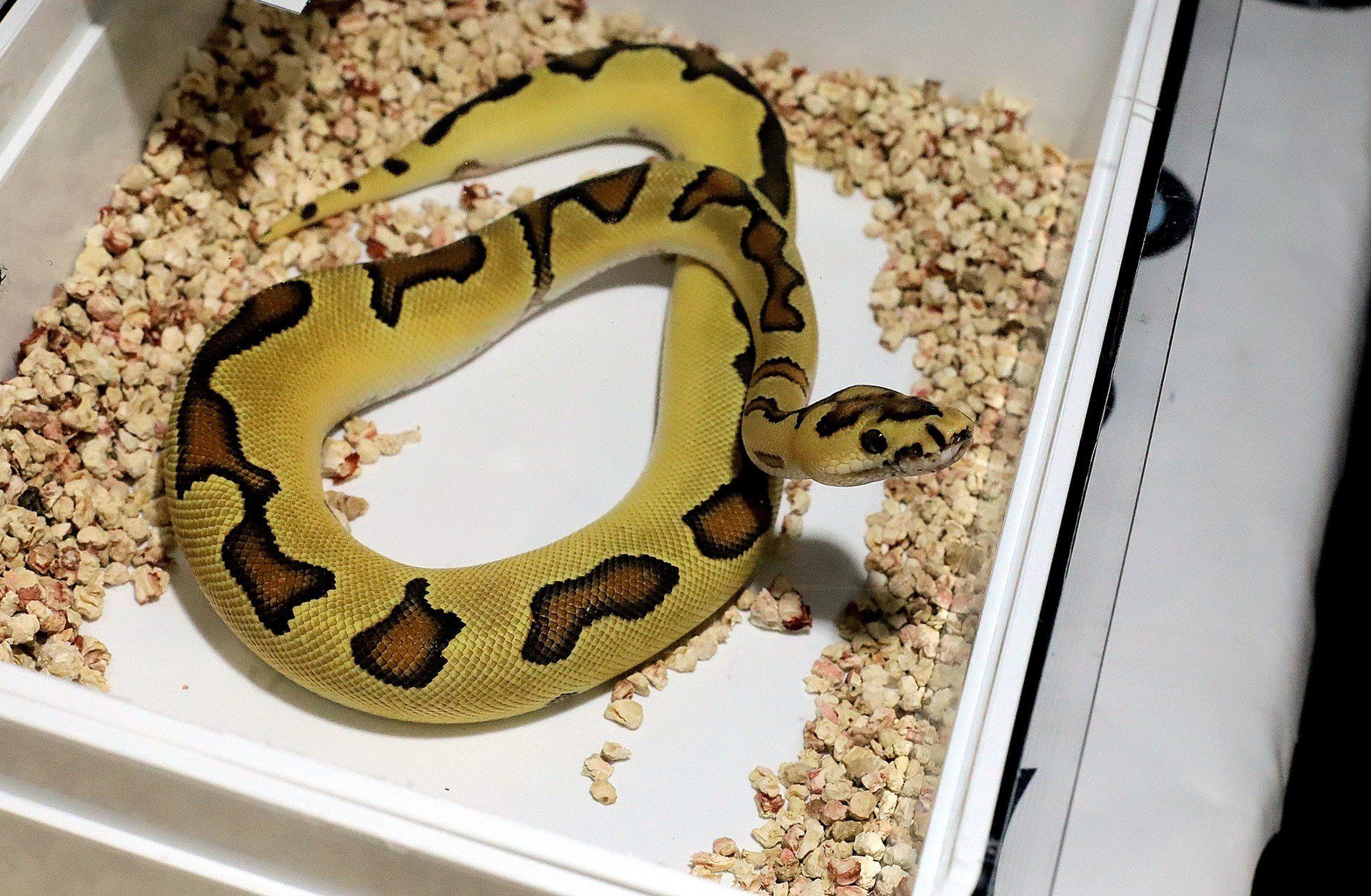 15.12.2024 WROCLAW
 GAZETA WROCLAWSKA
 WROCLAW, HALA ORBITA, TARGI ZWIERZAT EGZOTYCZNYCH ZOOEGZOTYKA
 JAROSLAW JAKUBCZAK/POLSKA PRESS
 WAZ PAJAK JADOWITY RYBKA AKWARIUM TARANTULA JADALNY OWAD ROBAK