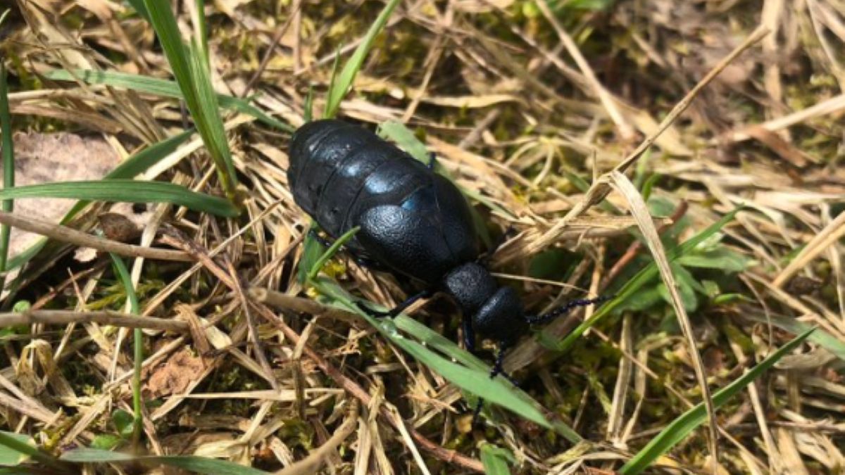 Oleica fioletowa. Lepiej na nią uważać