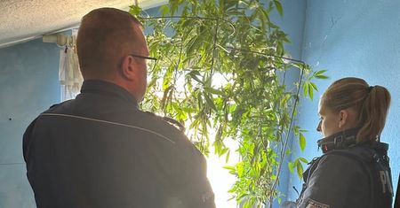 Biegał boso po jezdni i mówił, że widzi kosmitów. W mieszkaniu hodował konopie indyjskie