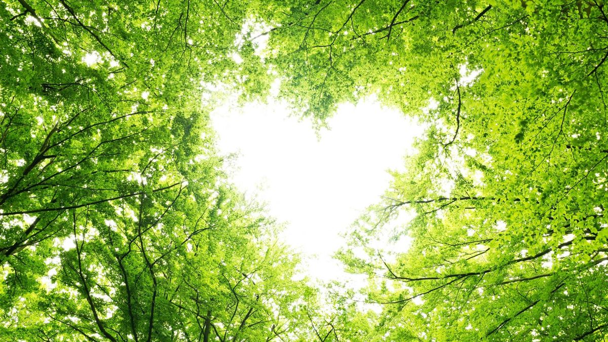 Miłorząb japoński to jeden z najstarszych gatunków drzew