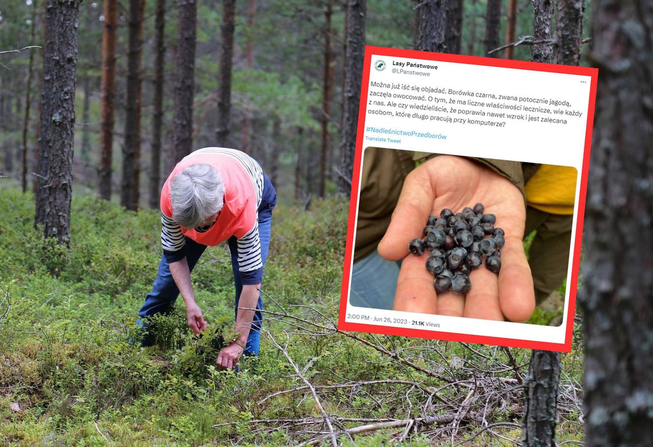 Jagody są już w lasach. W tych przypadkach ich zbiór może zakończyć się mandatem