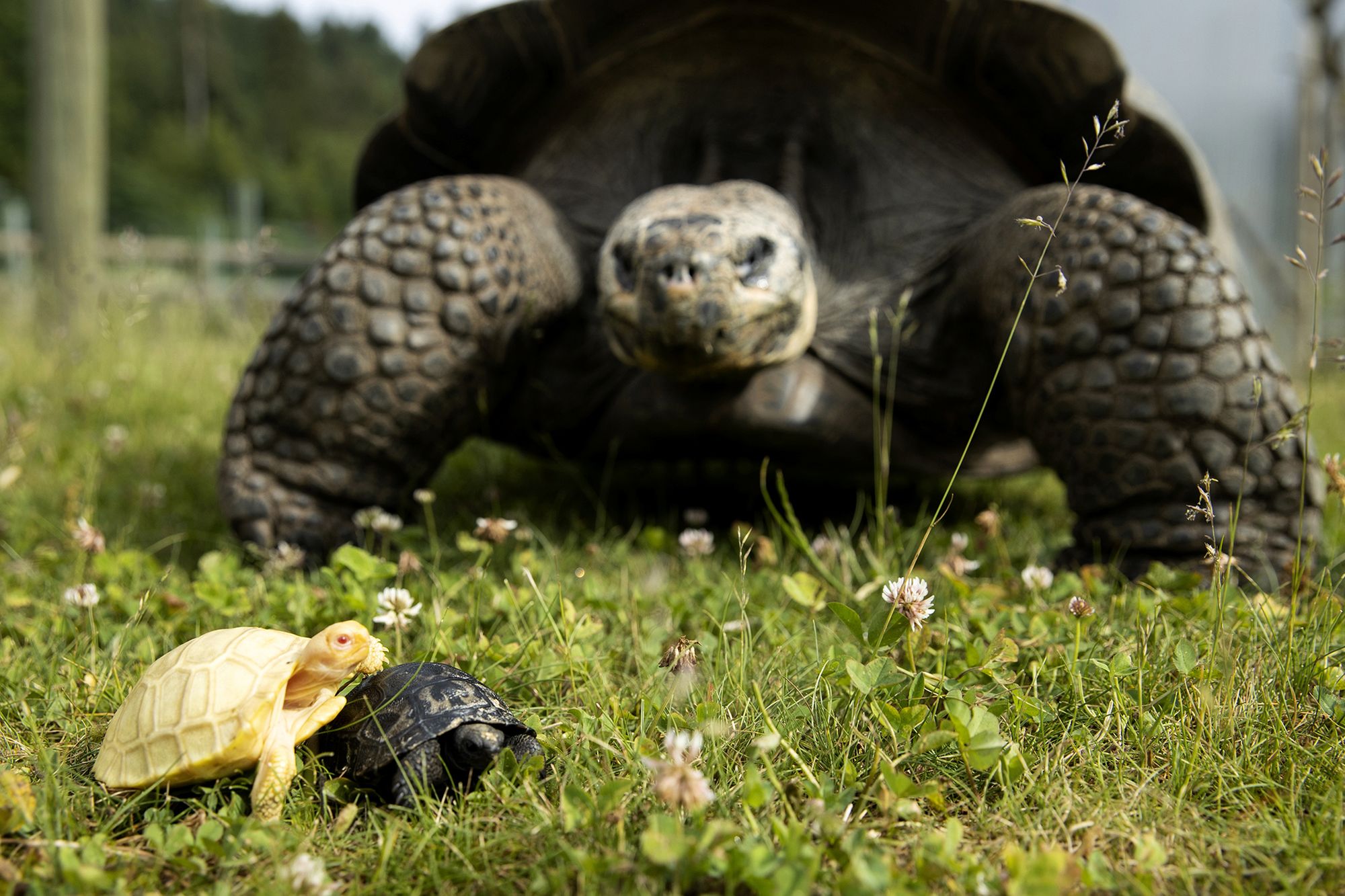 Historyczne zdjęcia. To pierwszy taki żółw z Galapagos 4