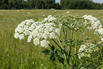 Właśnie kwitnie. To jedna z najbardziej niebezpiecznych roślin w Polsce