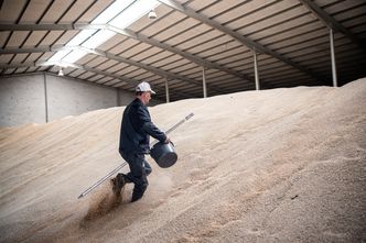 Wielka nadwyżka zboża w Ukrainie. Większa niż roczna produkcja w Polsce