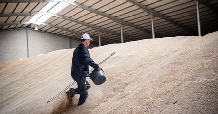 Wielka nadwyżka zboża w Ukrainie. Większa niż roczna produkcja w Polsce