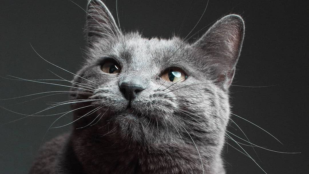 Kot pod opieką fotografa. To musiało się tak skończyć 1