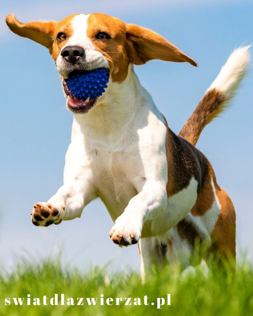 pies rasy beagle energia