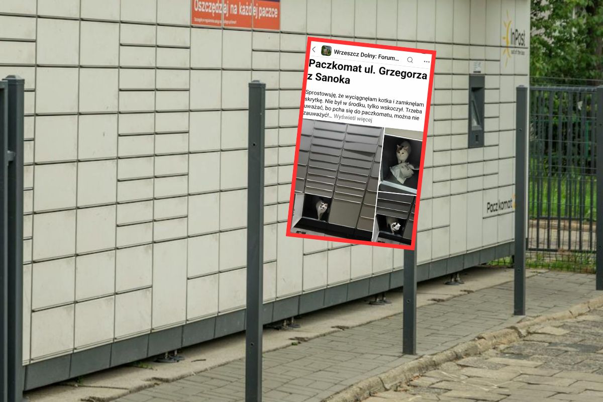 Niesie się zdjęcie z Gdańska. Kot w paczkomacie wywołał burzę
