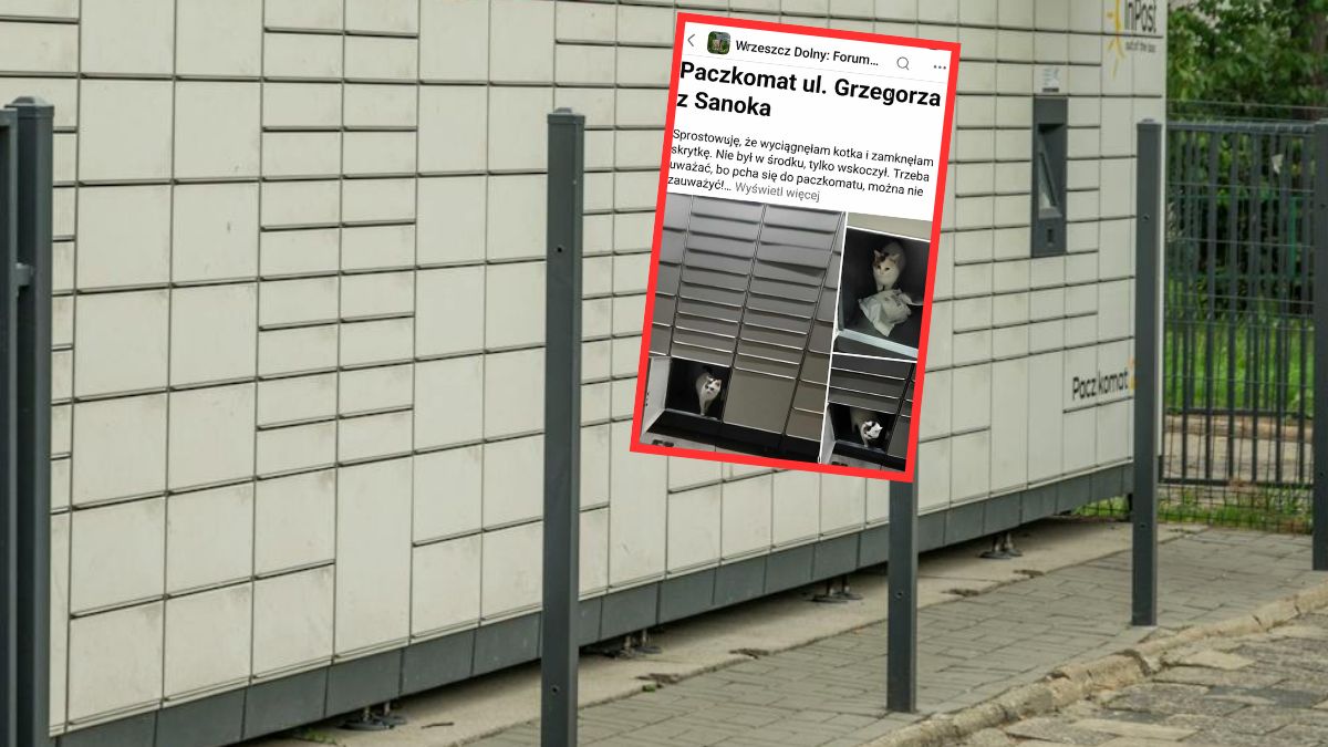 Kot wskoczył do skrytki paczkomatu