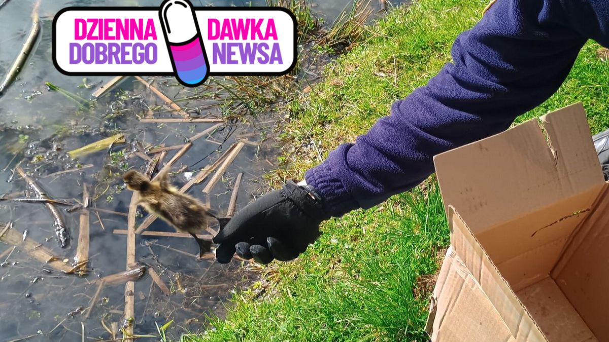 Uratowano 12 małych kaczątek