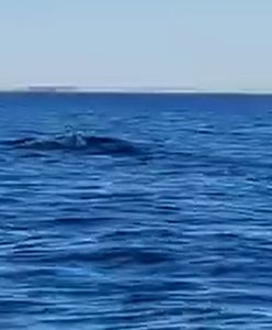 Wieloryb w Bałtyku. Według naukowców to nie jednorazowy incydent