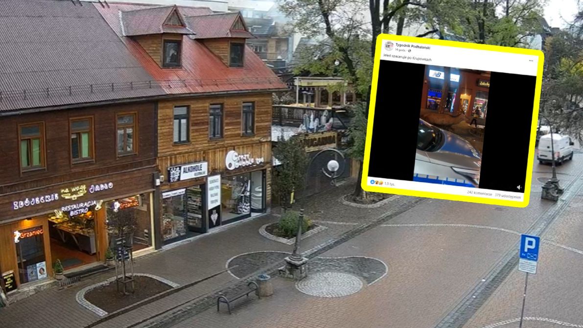 Jeleń spacerował po Krupówkach